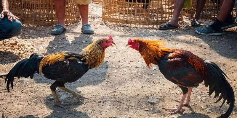 Đá gà online