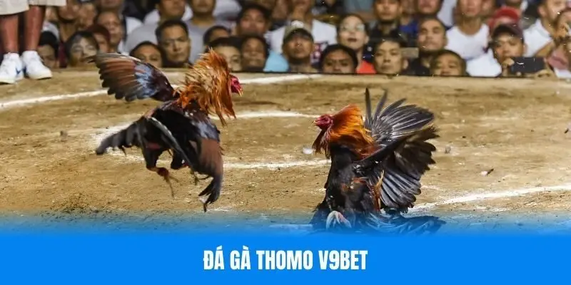 đá gà Thomo